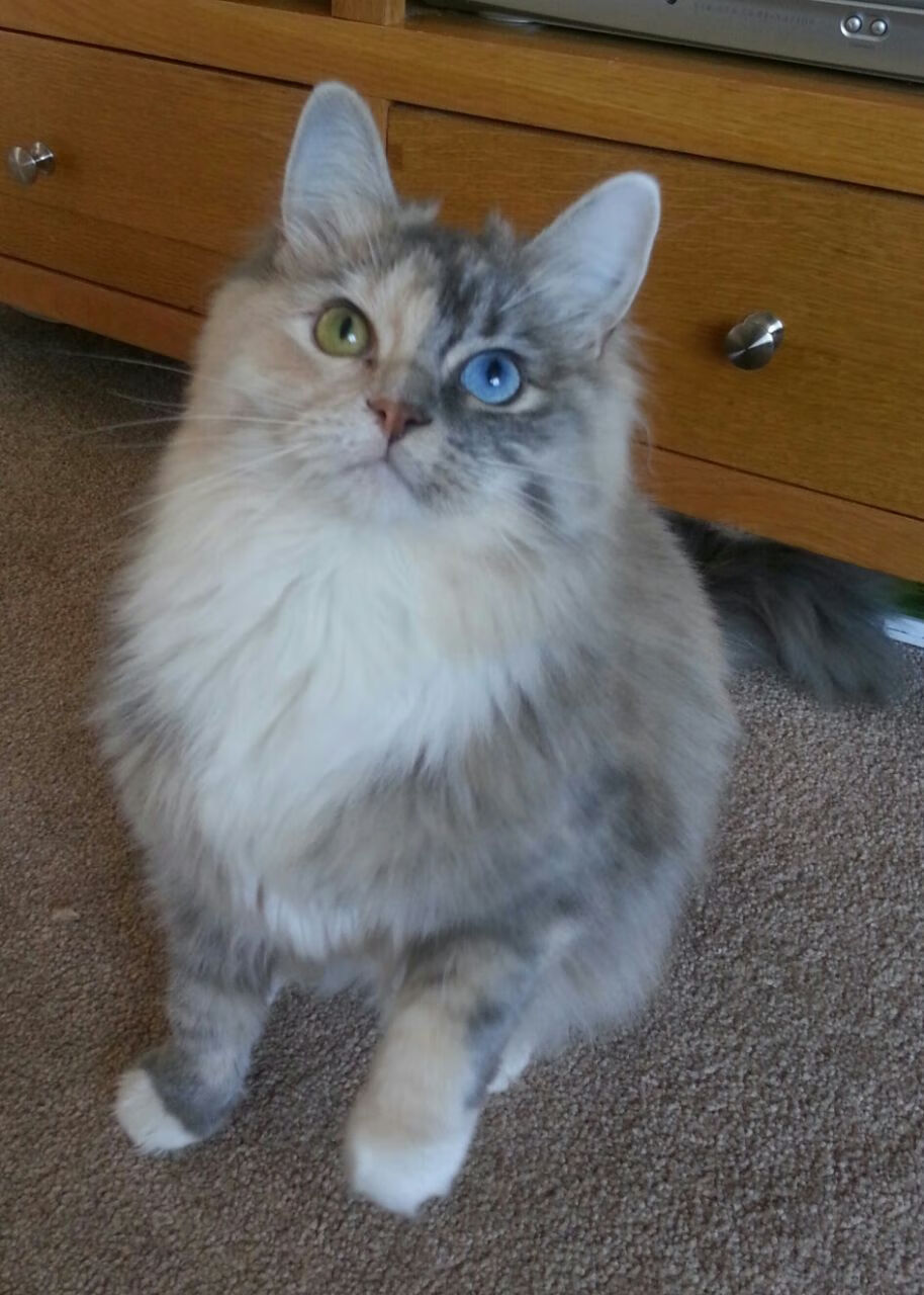 克罗地亚球队晋级世界杯小组赛，成绩不俗，克罗地亚世界杯主力阵容