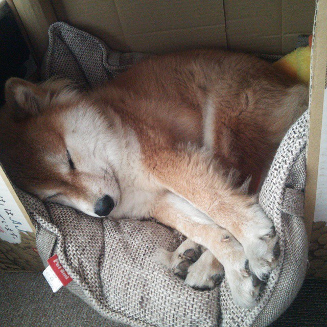 凯尔特人队在主场取得连胜，主场作战氛围浓厚，凯尔特人队怎么样