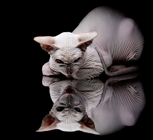 字母哥刷新赛季场均篮板纪录,字母哥场均出手多少次_