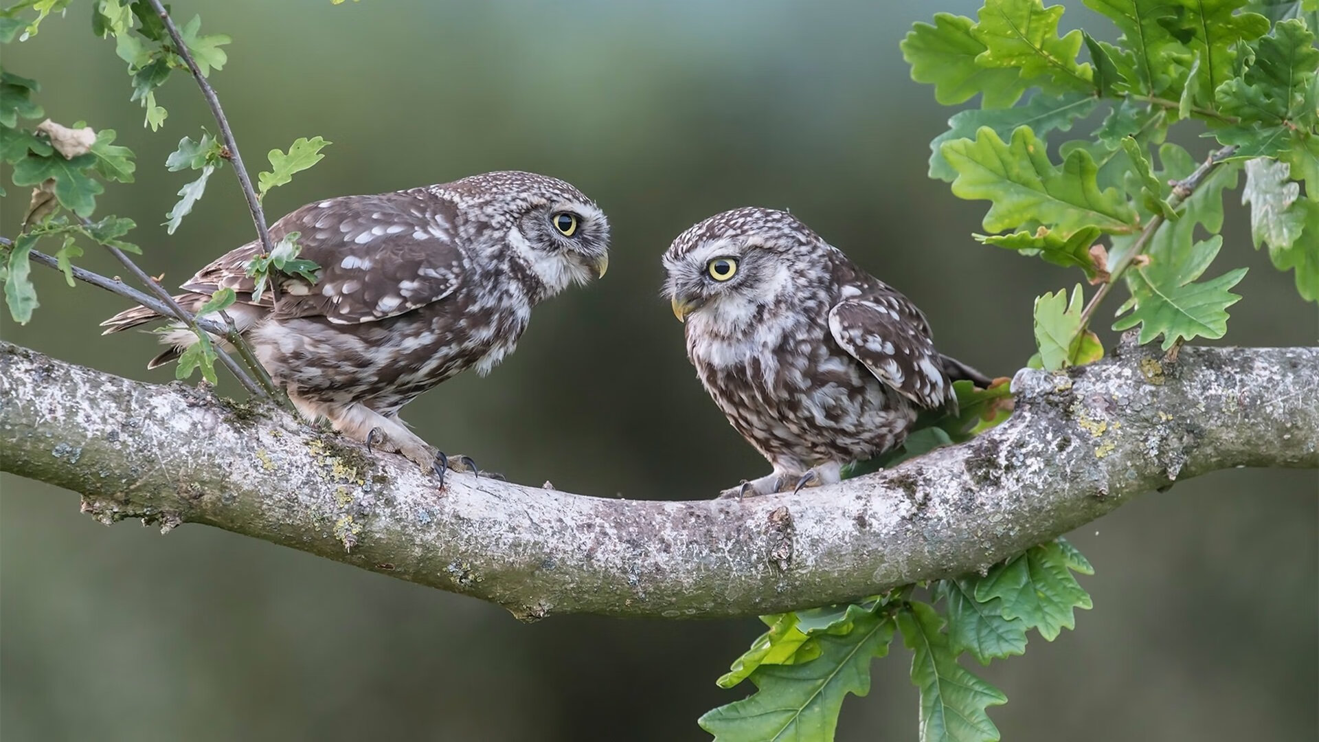 开云体育网址-斯洛文尼亚取得宝贵胜利，小组晋级形势一片大好，斯洛文尼亚介绍