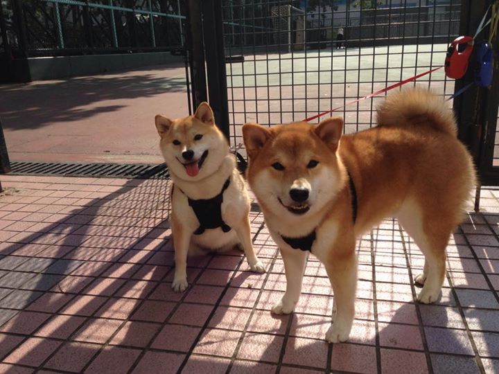 日本乒乓球选手早田希娜：力争突破中国队封锁，争夺金牌。，日乒女队队员早田希娜