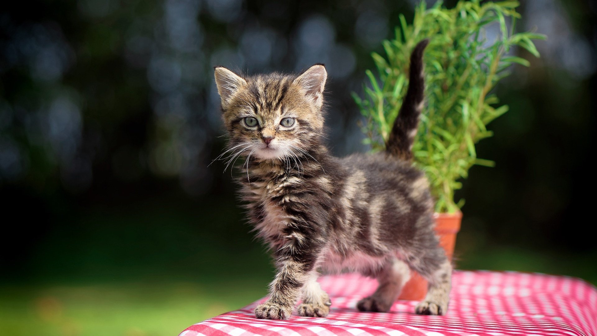 最新足球资料：女足比赛中的团队精神！，女足主力队员