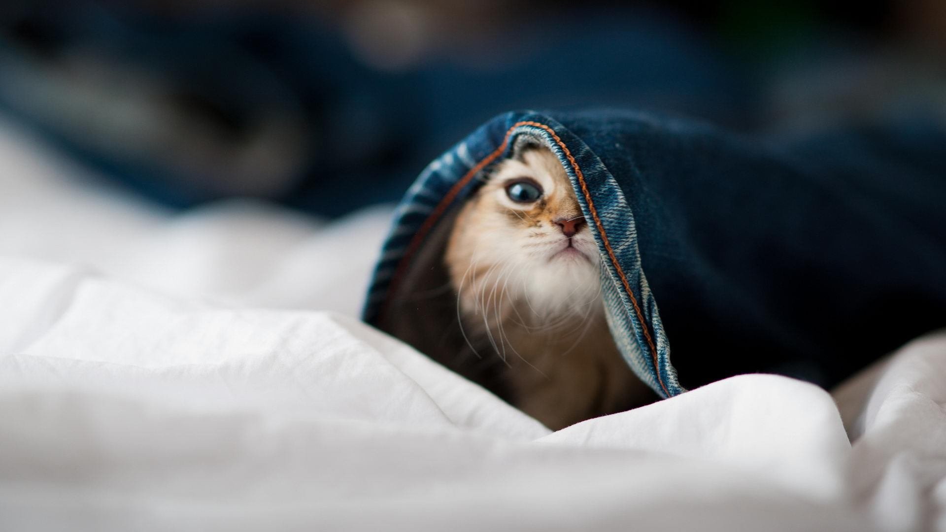 体育场馆应急管理演练，体育场馆突发事件应急预案