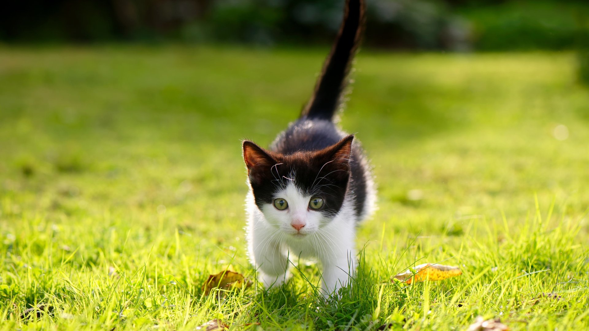 国足体能衰减节奏分布热图分析，记者_国足体能状况不太理想